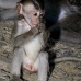monkey_macaque_balinese_mf_ubud_v_1440_bal5161.jpg